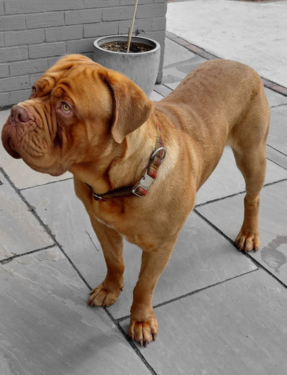 38mm Wide  Harris Tweed  Dog Collars for larger dogs - Collared Creatures