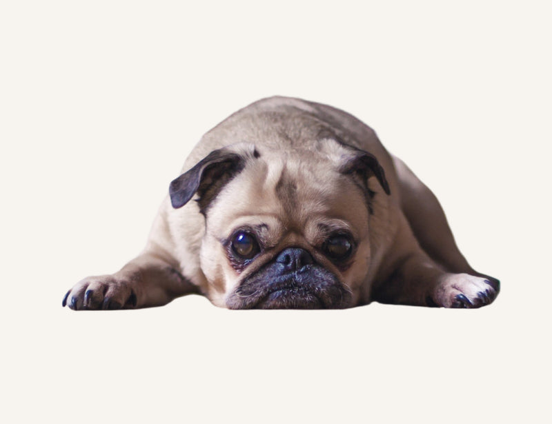 Worried small dogs will be dragged by heavy gear?