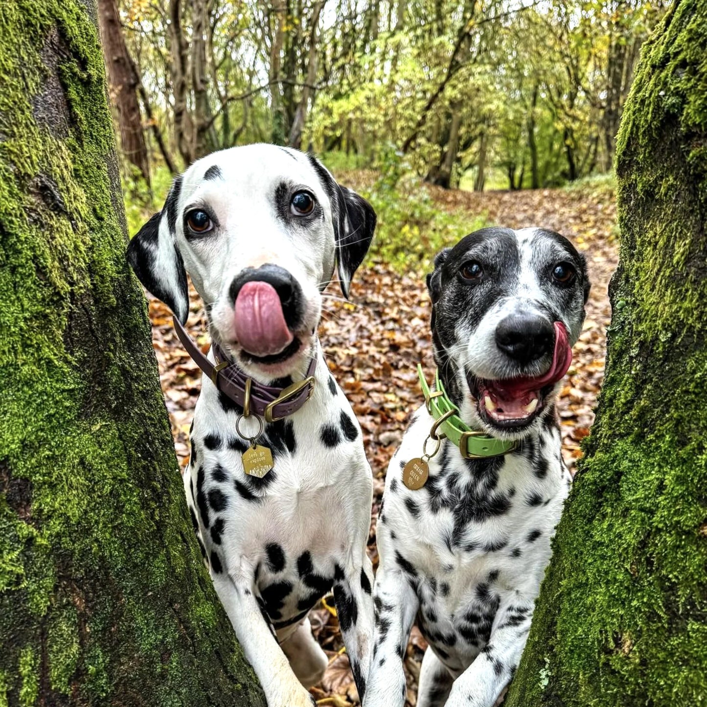 Grape Waterproof Biothane Buckle Dog Collar - Collared Creatures LTD