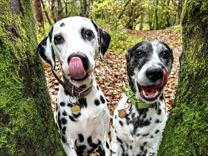 dalmations in woods wearing colourful waterproof dog collars