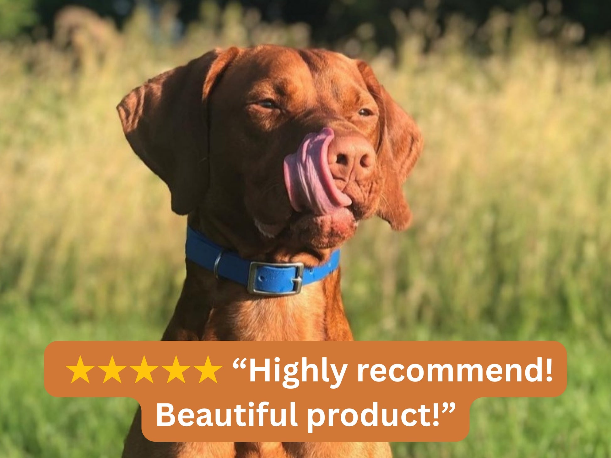 Brown dog with a blue collar in a grassy field, with a five-star rating and review text overlay.