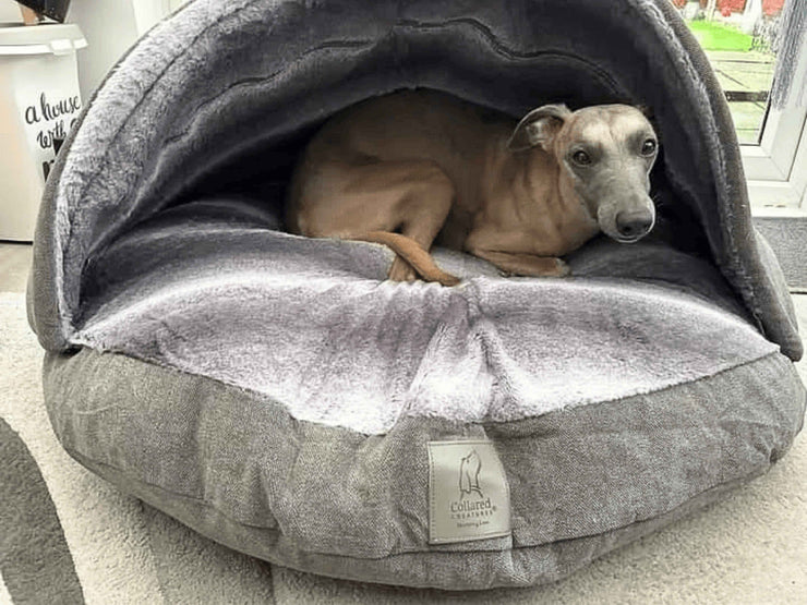 dog comfortably snuggled in grey dog cave bed collared creatures