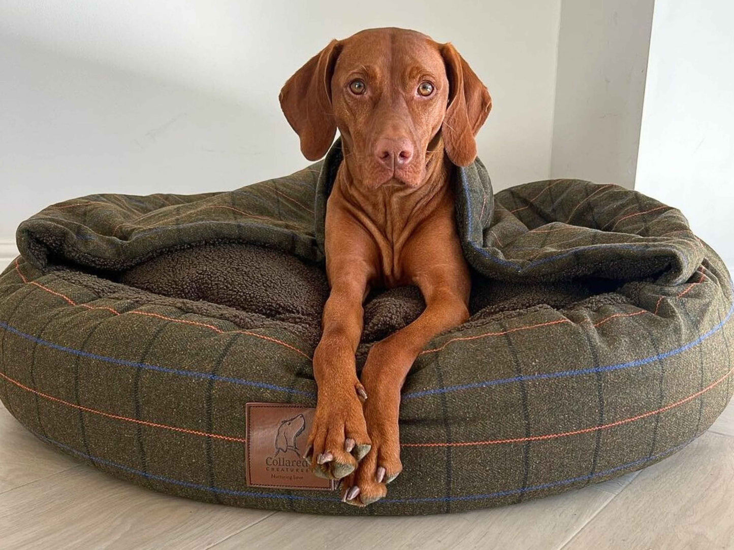 Dog sitting alert in green cocoon dog bed with raised cosy cover