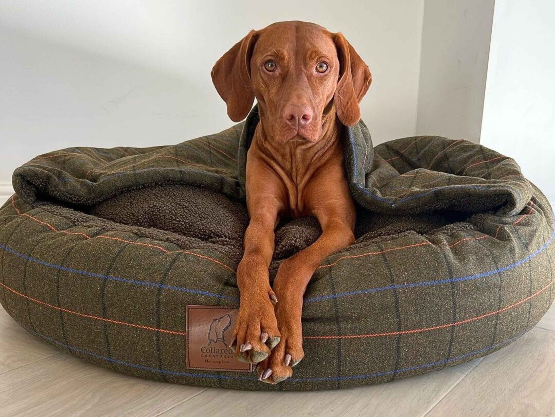 Dog sitting alert in green cocoon dog bed with raised cosy cover