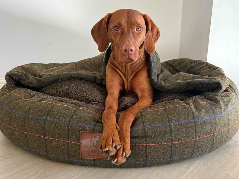 Keeping Your Cocoon Bed Clean, Fresh and Dog-Ready