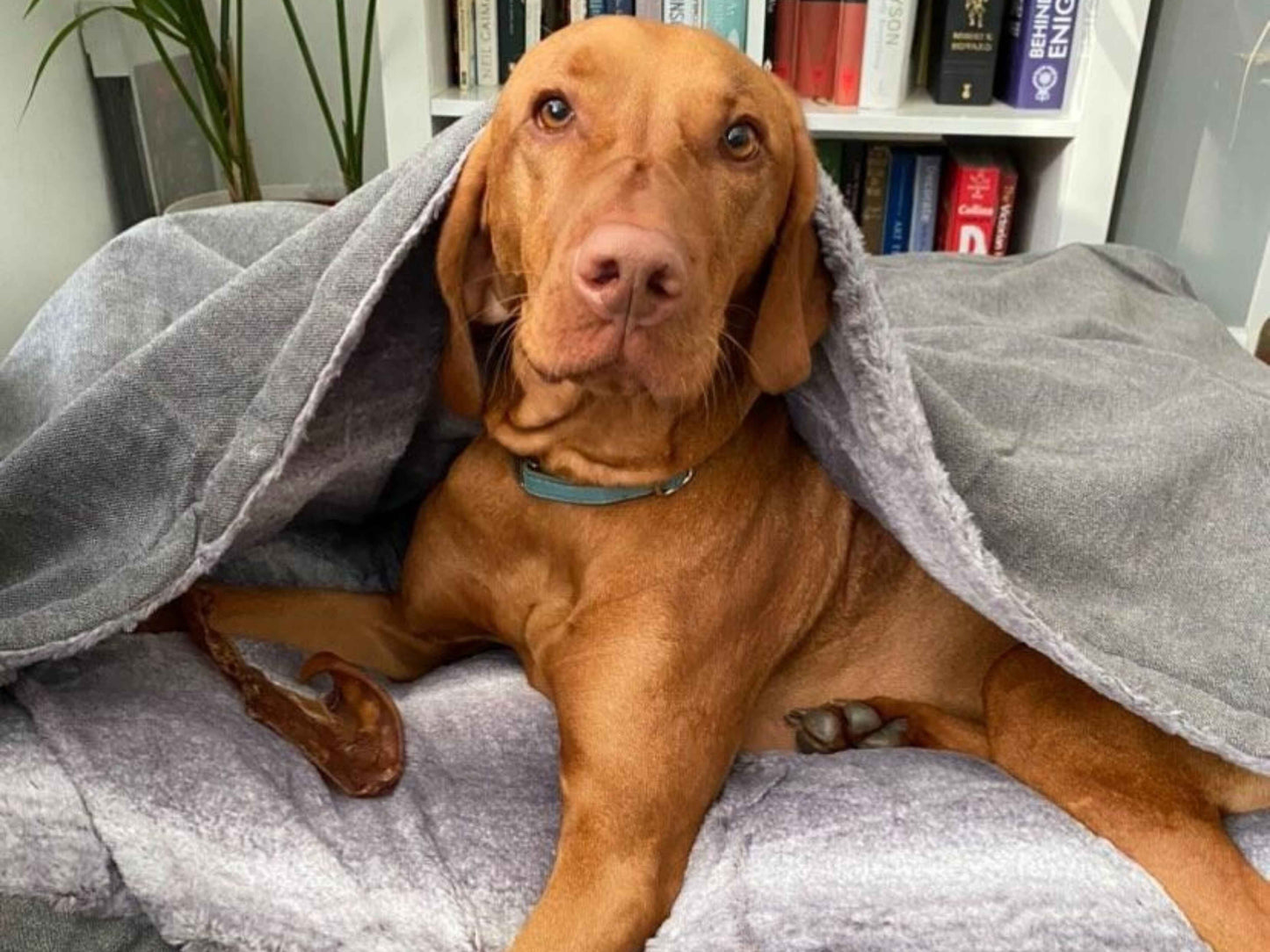 Brown dog resting under the hood of a Collared Creatures grey snuggle sack bed with soft faux fur