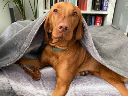 Brown dog resting under the hood of a Collared Creatures grey snuggle sack bed with soft faux fur
