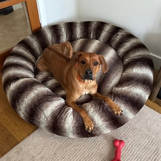 Dog lying on a fluffy pet donut bed with a pink bone toy nearby.