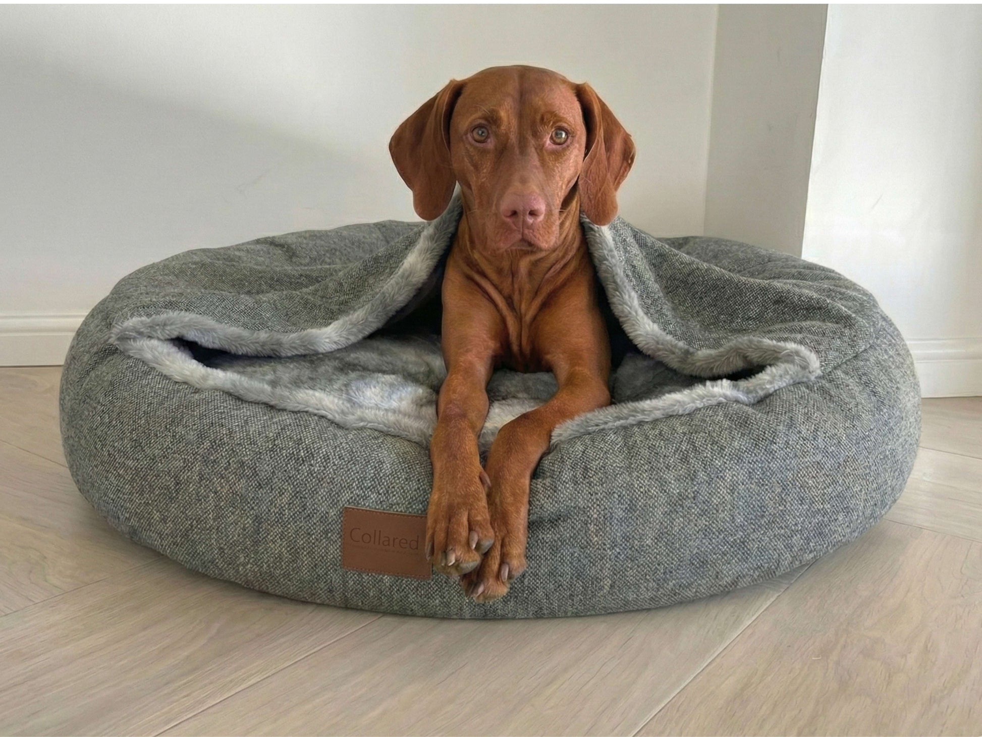 dog lying in grey cocoon bed collared creatures