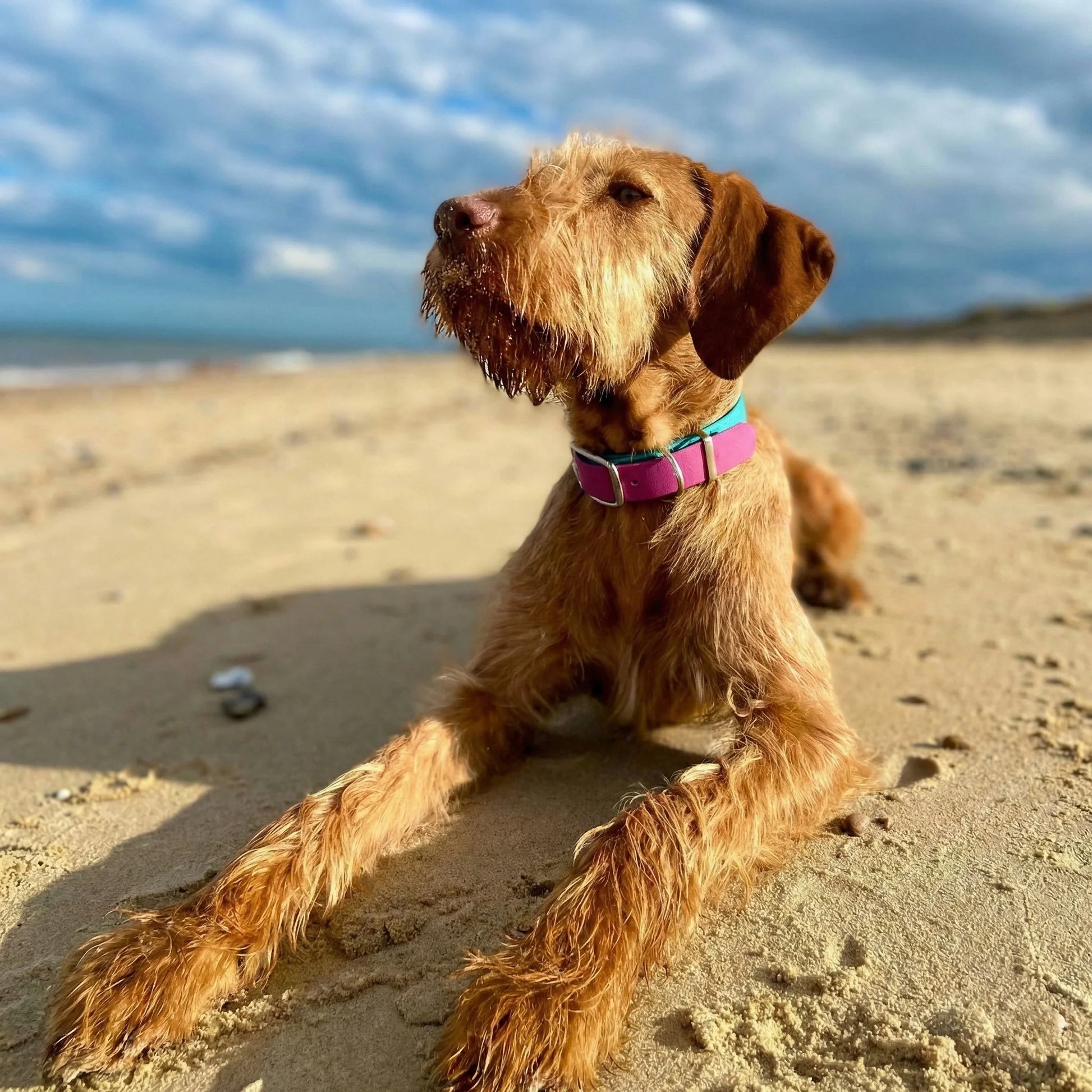 Brown dog sitting on a sandy beach with a blue sky and clouds in the background
