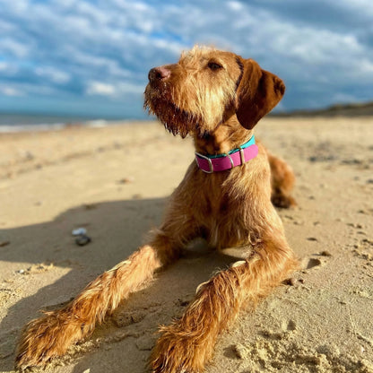 Brown dog sitting on a sandy beach with a blue sky and clouds in the background