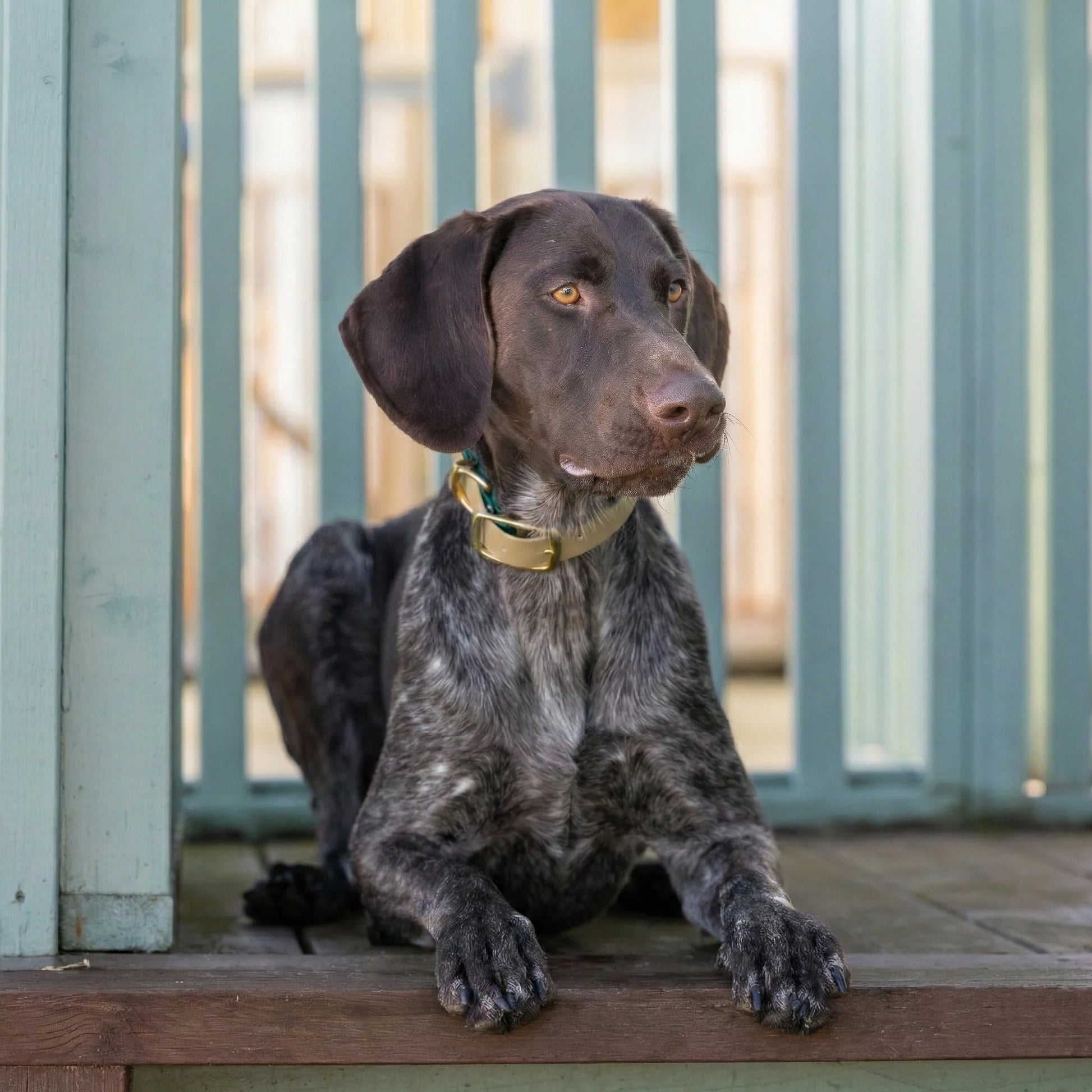 Dog sitting on a wooden deck with a blurred background