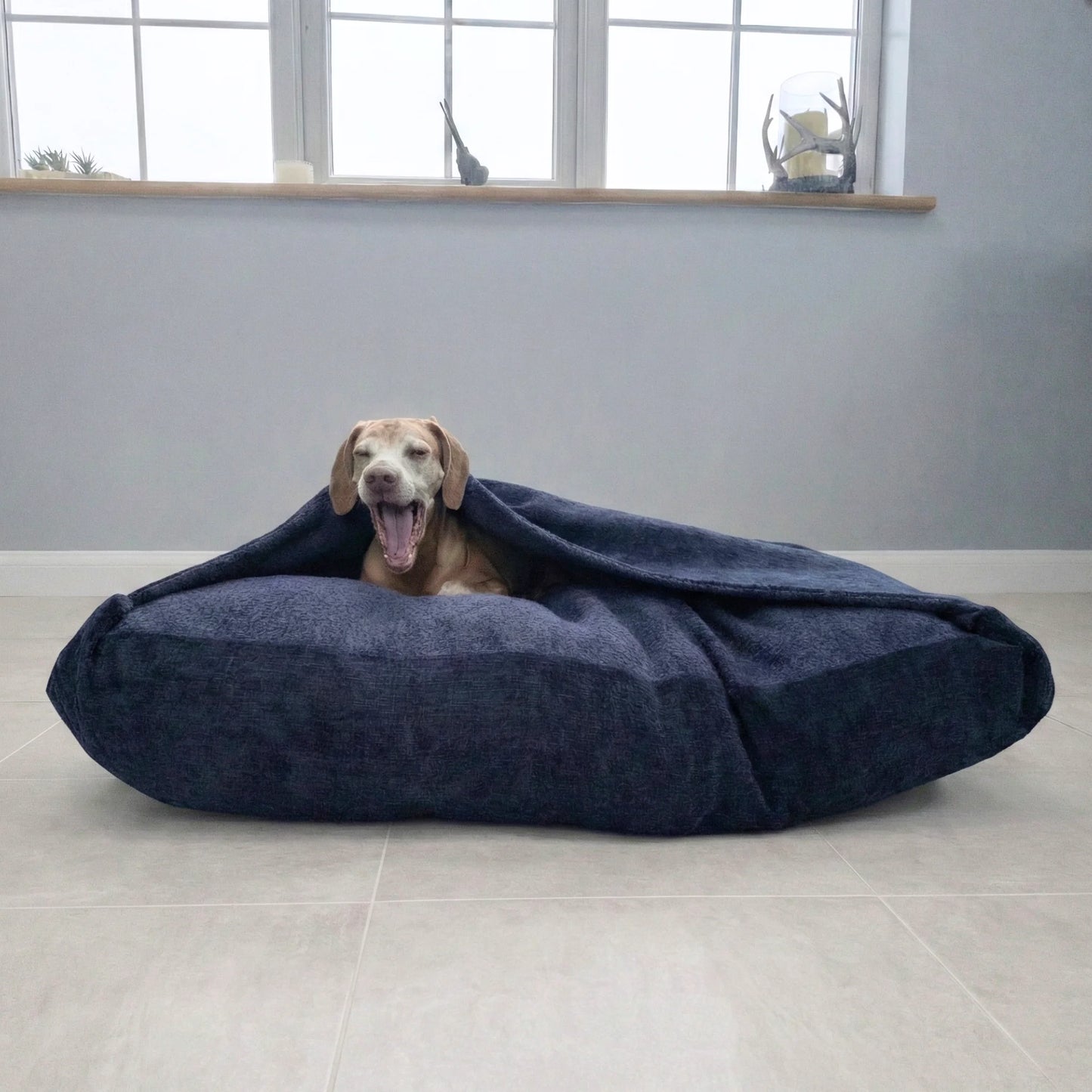 Dog lying inside a large navy blue dog snuggle bed in a room with a window and shelf.