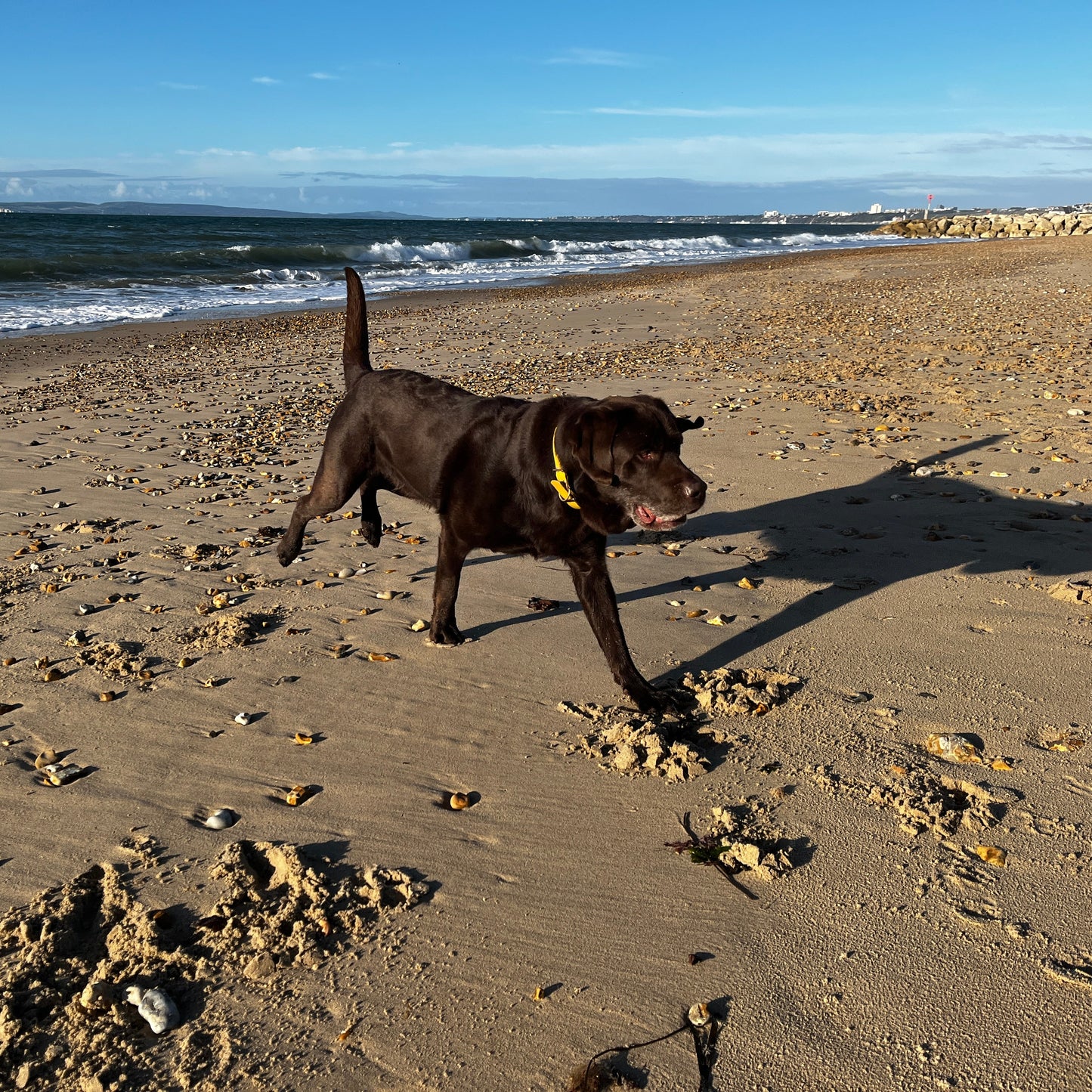 Dog walking on a sandy beach with ocean waves in the background