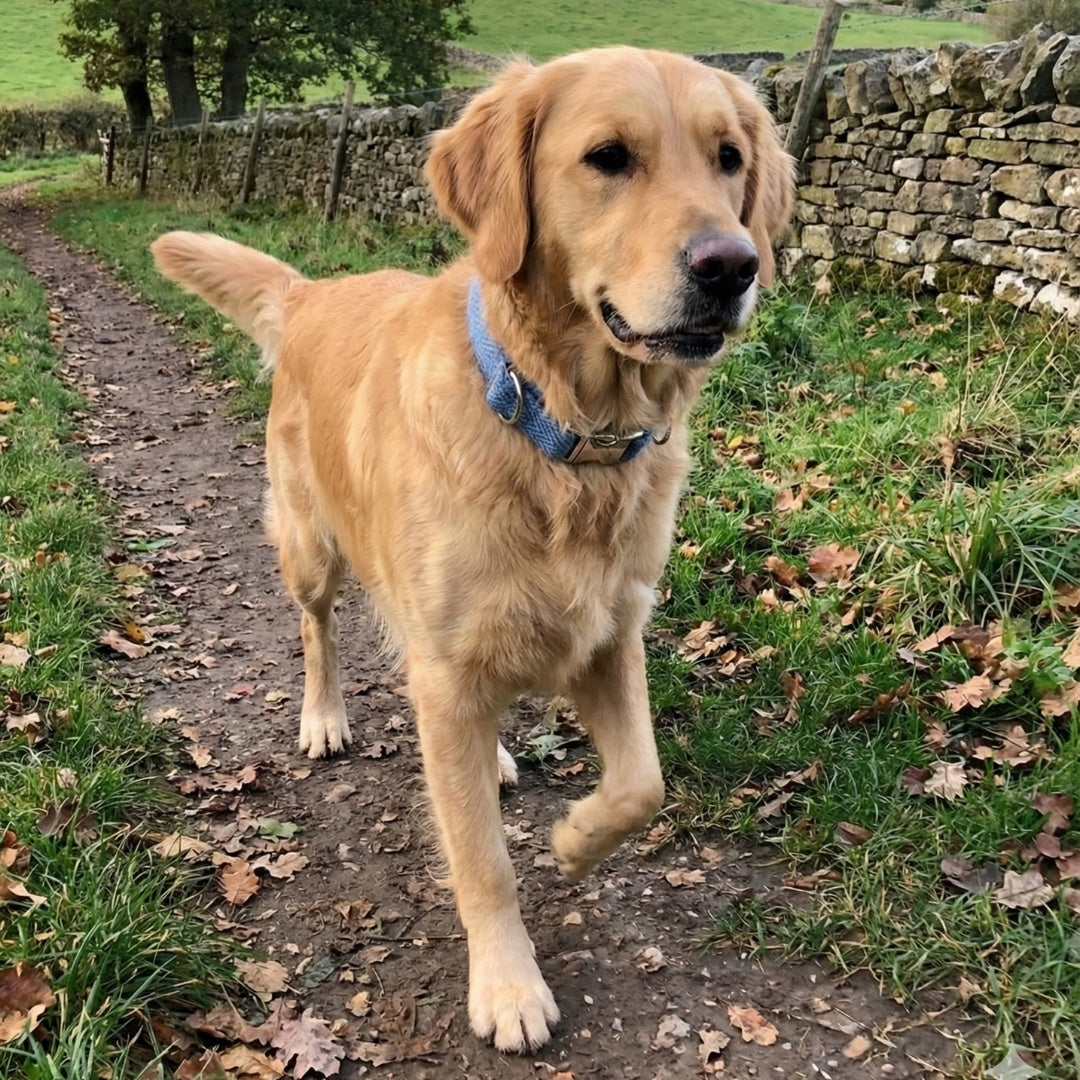 Dog walking on a path in a rural setting with a stone wall and greenery wearing blue harris tweed collar.