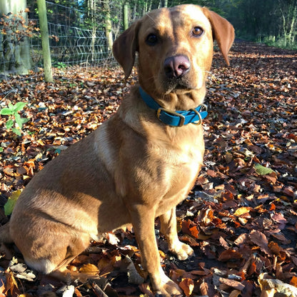 Turquoise Waterproof Biothane Buckle Dog Collar - Collared Creatures LTD