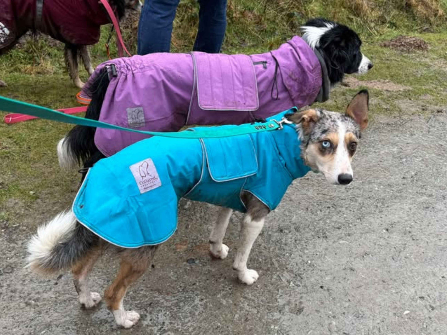 Hood Dog Walking Long Waterproof Jackets Lilcracka Warm Winter Dog