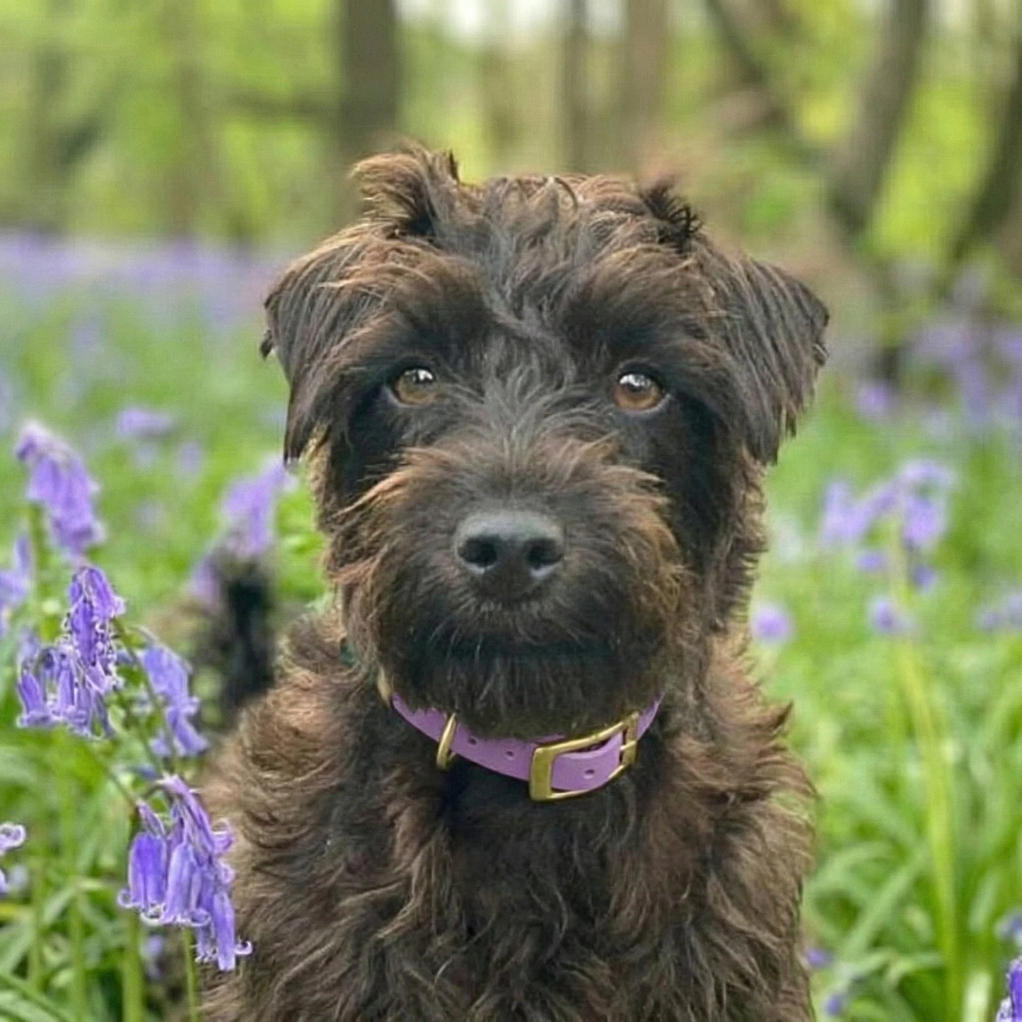 Dog wearing an amethyst biothane buckle collar outdoors among flowers