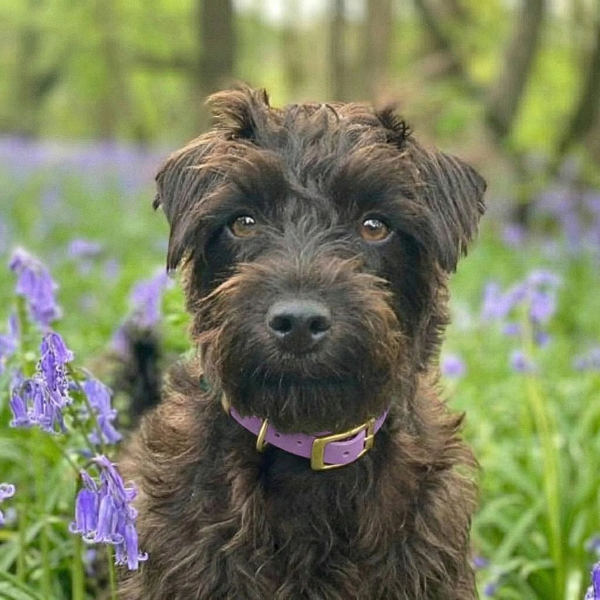 Dog wearing an amethyst biothane buckle collar outdoors among flowers