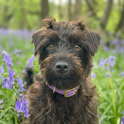 Dog wearing an amethyst biothane buckle collar outdoors among flowers