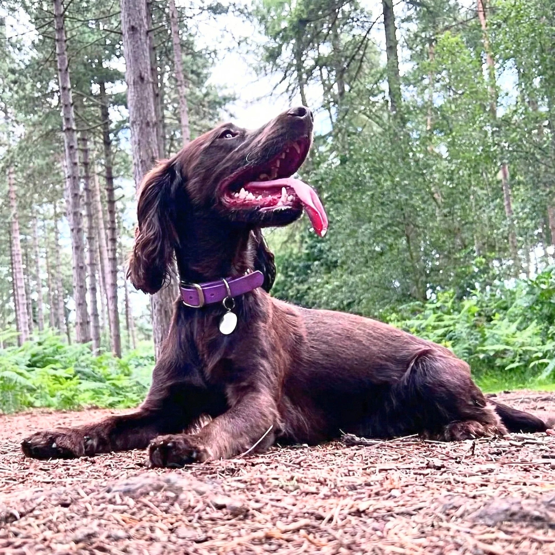 Dog resting outdoors in a woodland setting wearing an amethyst biothane buckle collar