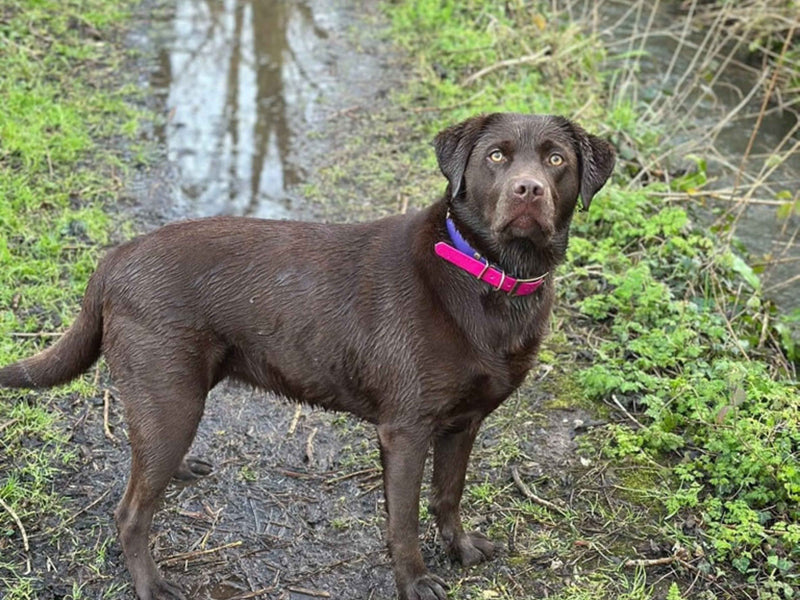 Why are dog collars so hard to clean?