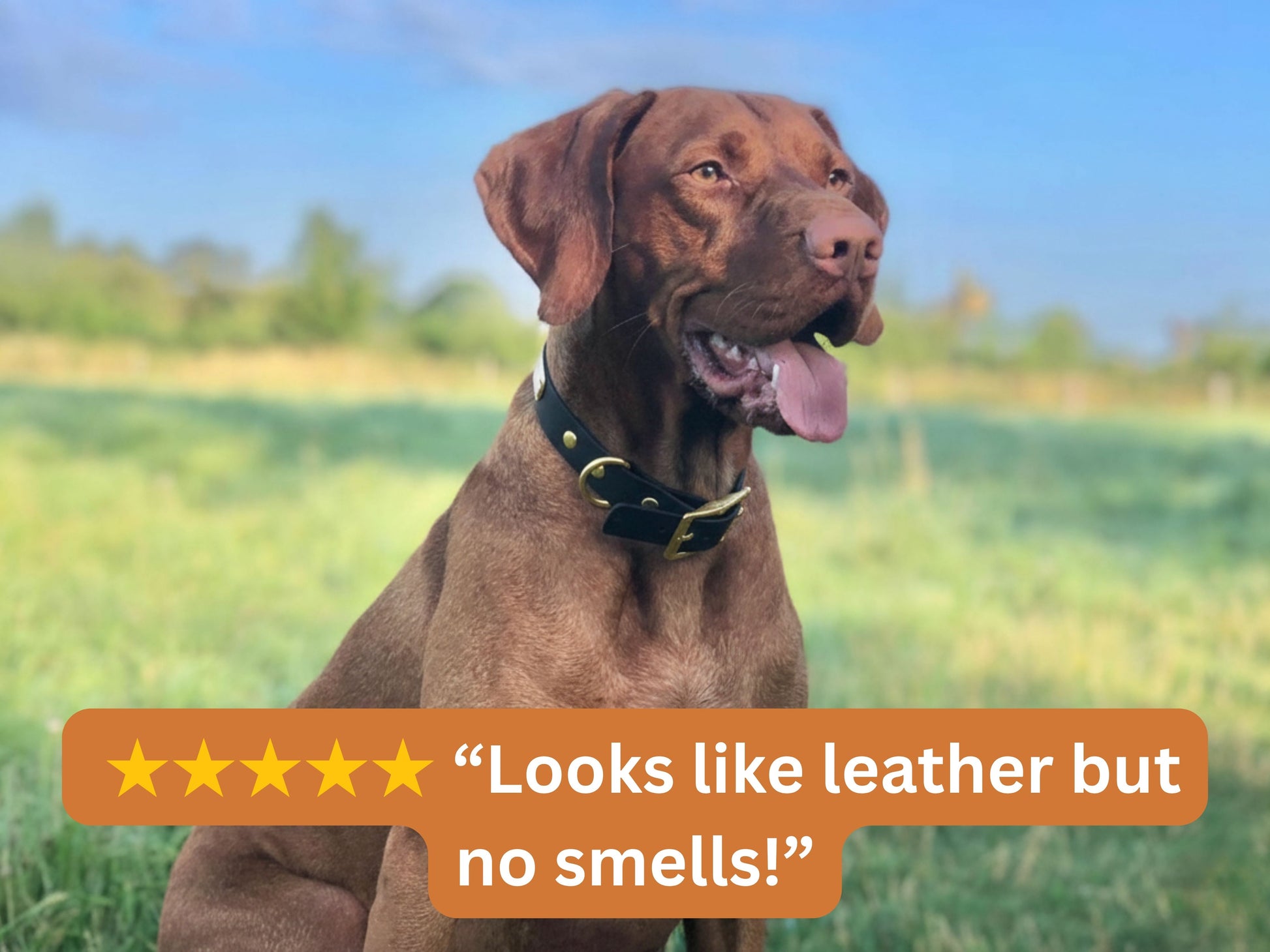 Brown dog wearing a black biothane collar in a field with a five-star rating text overlay.