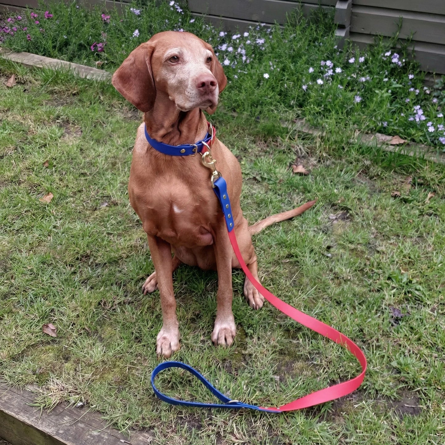 Red & Electric Blue Multicolour Waterproof Biothane Buckle Dog Collar - Collared Creatures LTD