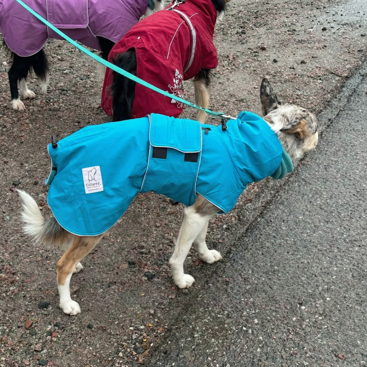Dog wearing a blue raincoat on a leash, with another dog in a red raincoat in the background.