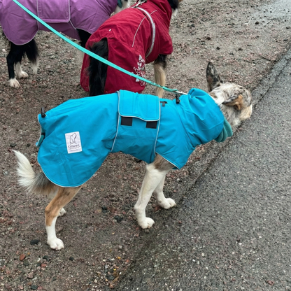 Dog wearing a blue raincoat on a leash, with another dog in a red raincoat in the background.