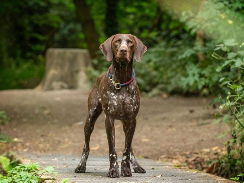Who’s actually making your dog’s collar?