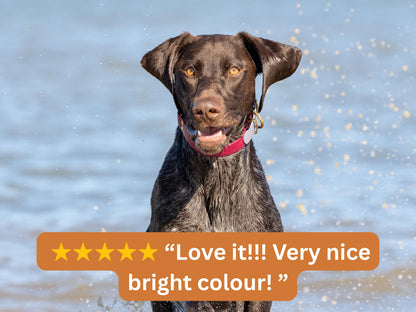 dog wearing pink collar in water scene with 5 star review overlay