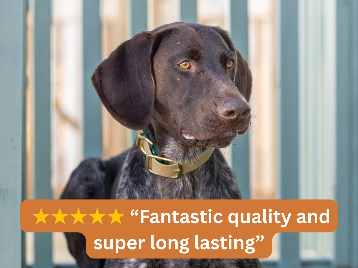 dog wearing green and beige biothane collar with 5 star review overlay