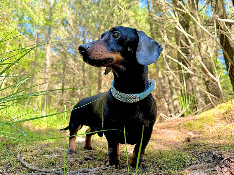 Why’s your dog scratching like mad after a walk?
