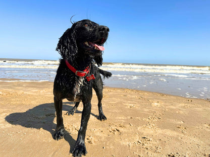 Schwarzer Hund am Sandstrand mit rotem Biothane-Schnallenhalsband