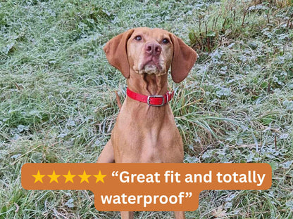 Hund mit rotem Halsband in einem frostigen Feld mit einer Fünf-Sterne-Bewertung Text Overlay.