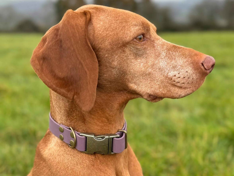 Hate Collars That Slip Loose Over Time?