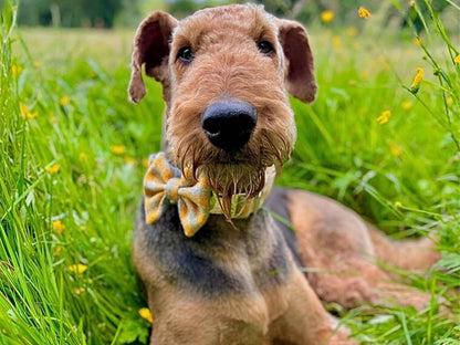 dog wearing matching sunflower check harris tweed dog collar and bowtie