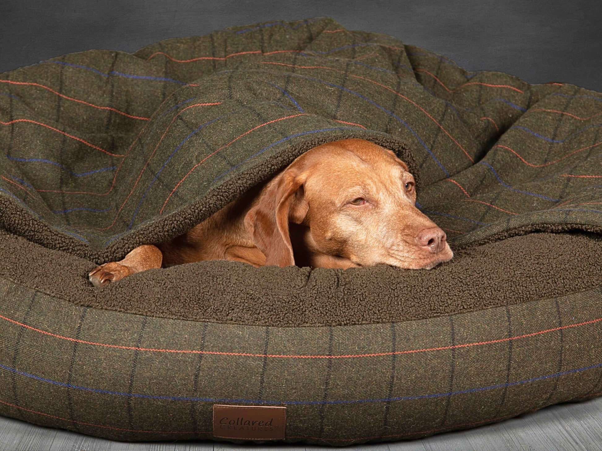 Dog wrapped in green classic cocoon dog bed with hood down for comfort and warmth