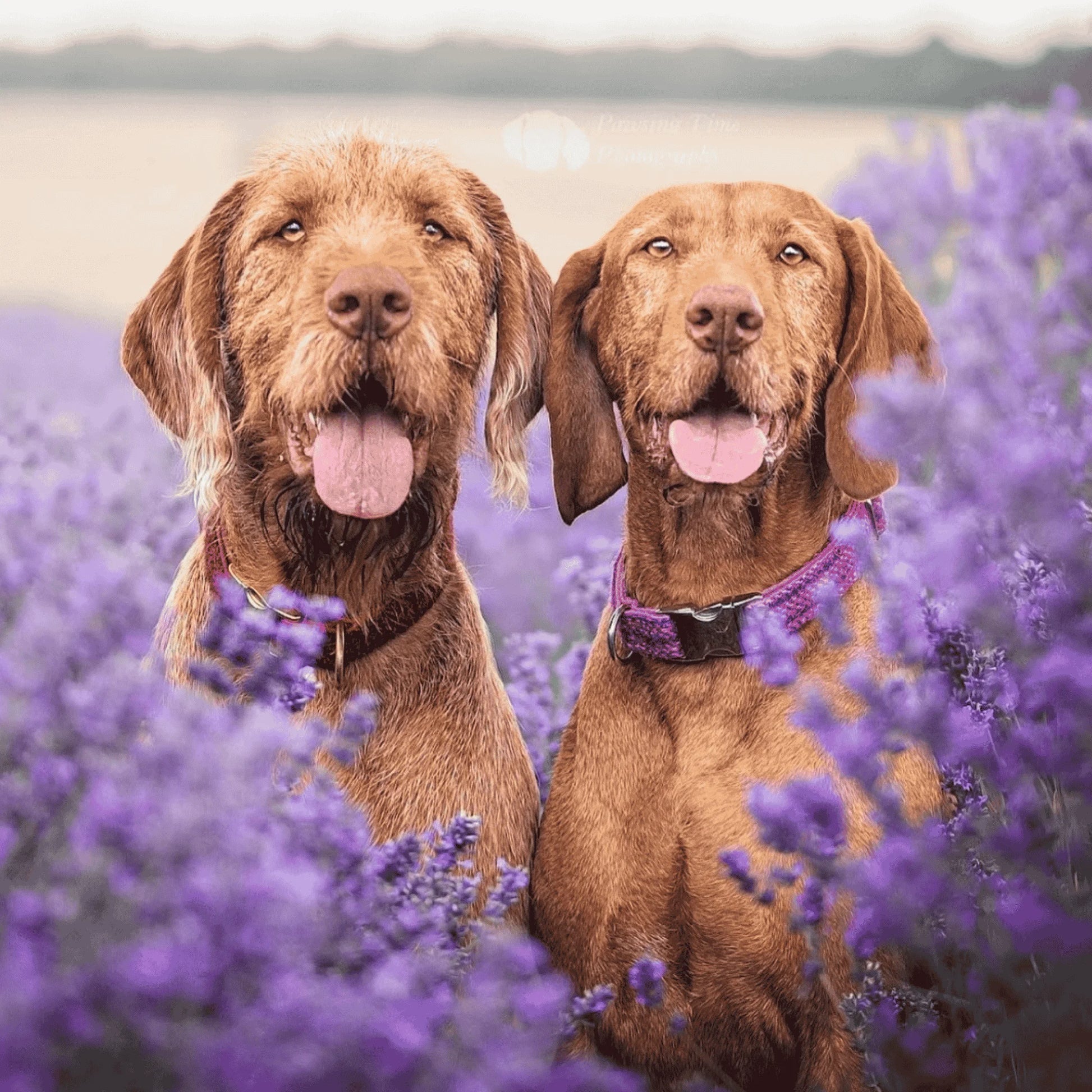 Two dogs sitting in a field of lavender with a blurred background