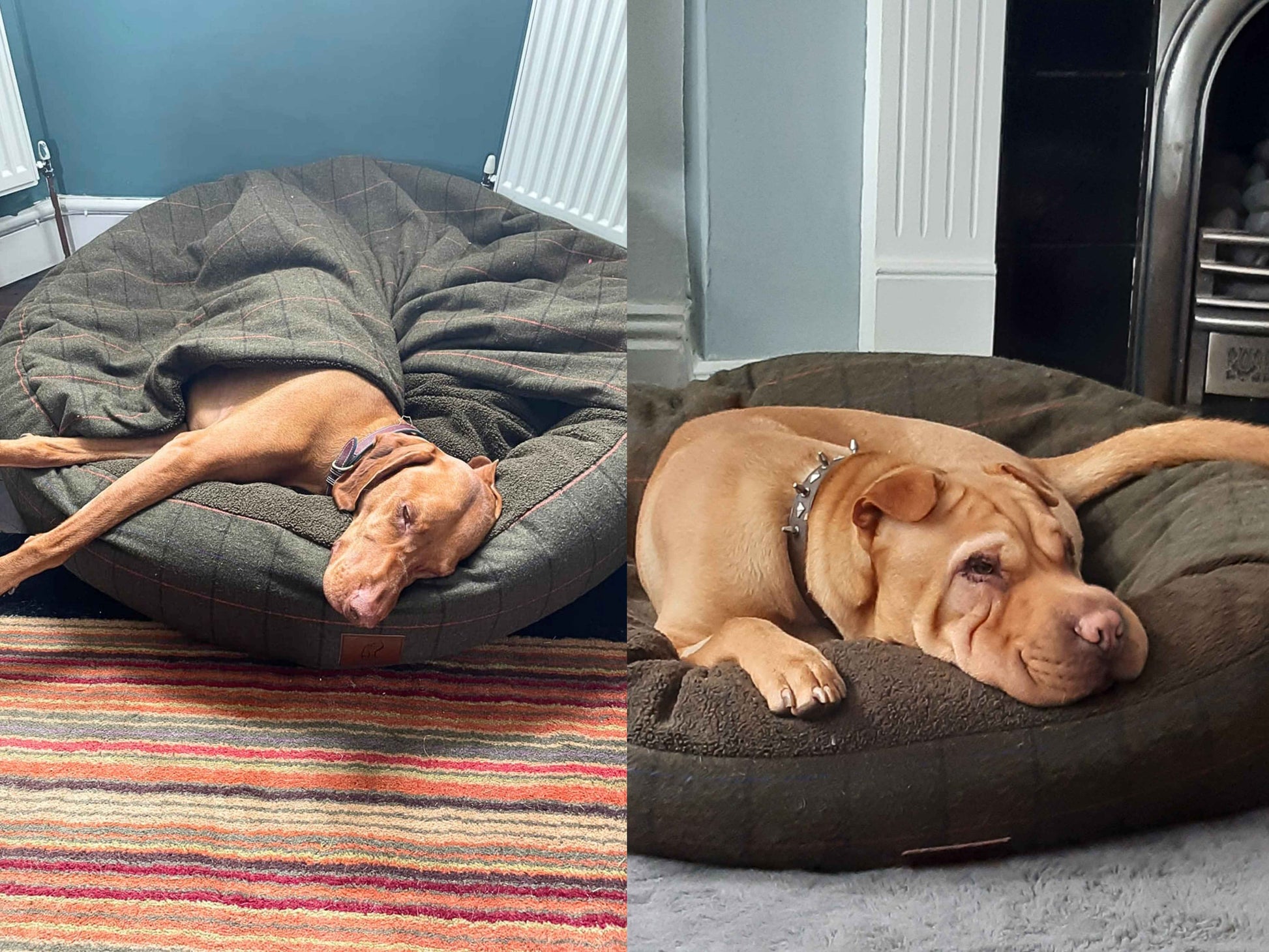 Dogs resting in green tweed cocoon beds with blanket hood, ideal for burrowers