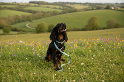 duck egg biothane collar and lead/collared creatures