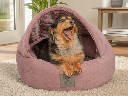 Dog inside a  collared creatures pink cocoon pet bed with a visible brand label, sitting on a carpeted floor.