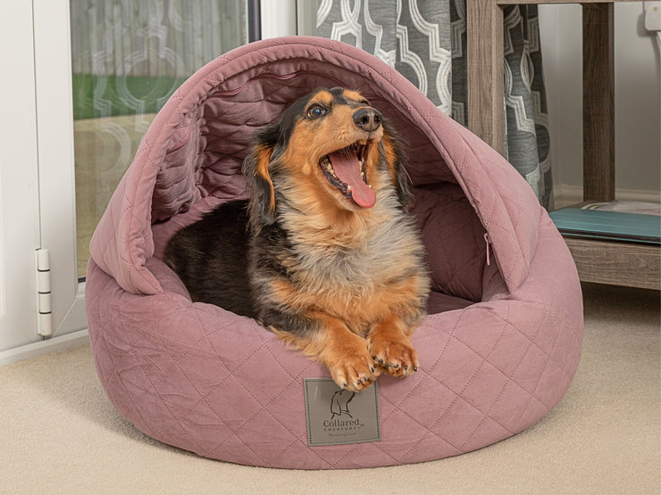 Happy Dachshund yawning inside a Deluxe Dusky Pink Cocoon Dog Bed with quilted hood
