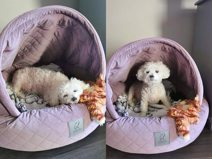 Bichon Frise resting comfortably in a Dusky Pink Cocoon Dog Bed by Collared Creatures