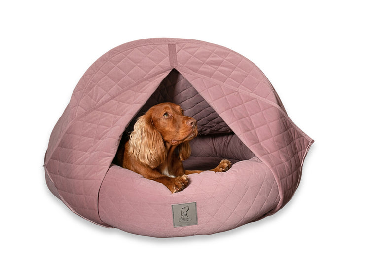 Spaniel inside Deluxe Dusky Pink Cocoon Dog Bed with curtains and structured hood