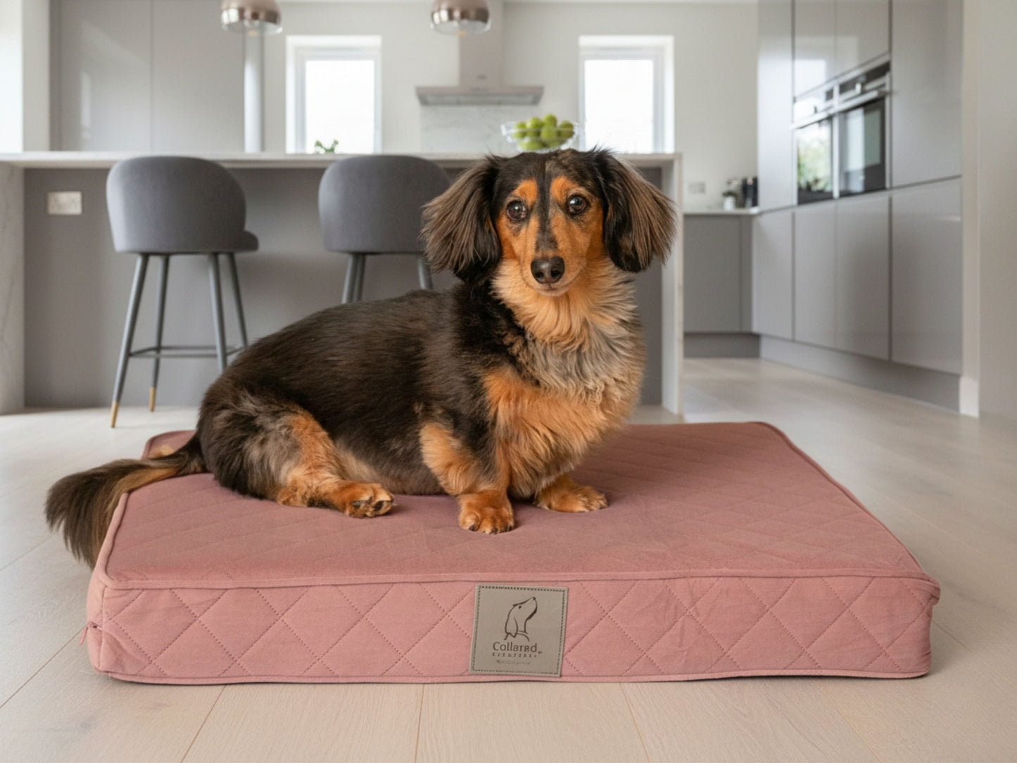 Dackel sitzt auf einem rosa gesteppten Luxus-Hundematratzenbett in einer modernen Küche
