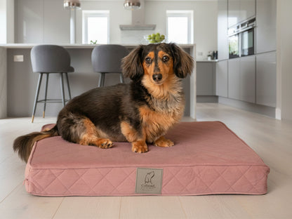 Dackel sitzt auf einem rosa gesteppten Luxus-Hundematratzenbett in einer modernen Küche