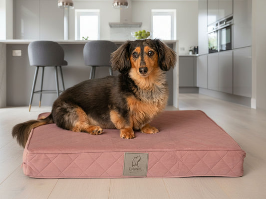 Dachshund sitting on a blush pink quilted luxury dog mattress bed in a modern kitchen