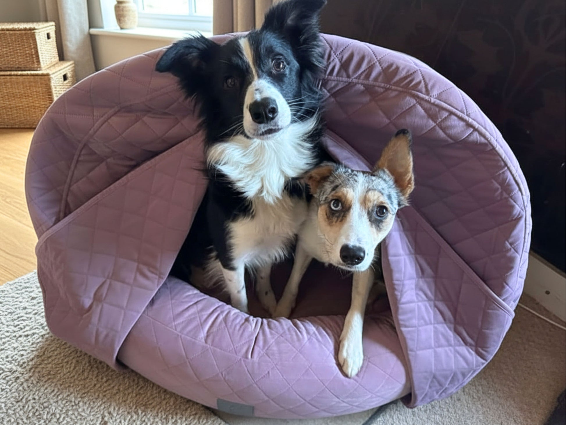 Two dogs sharing collared creatures pink quilted velour deluxe cocoon dog bed in living room